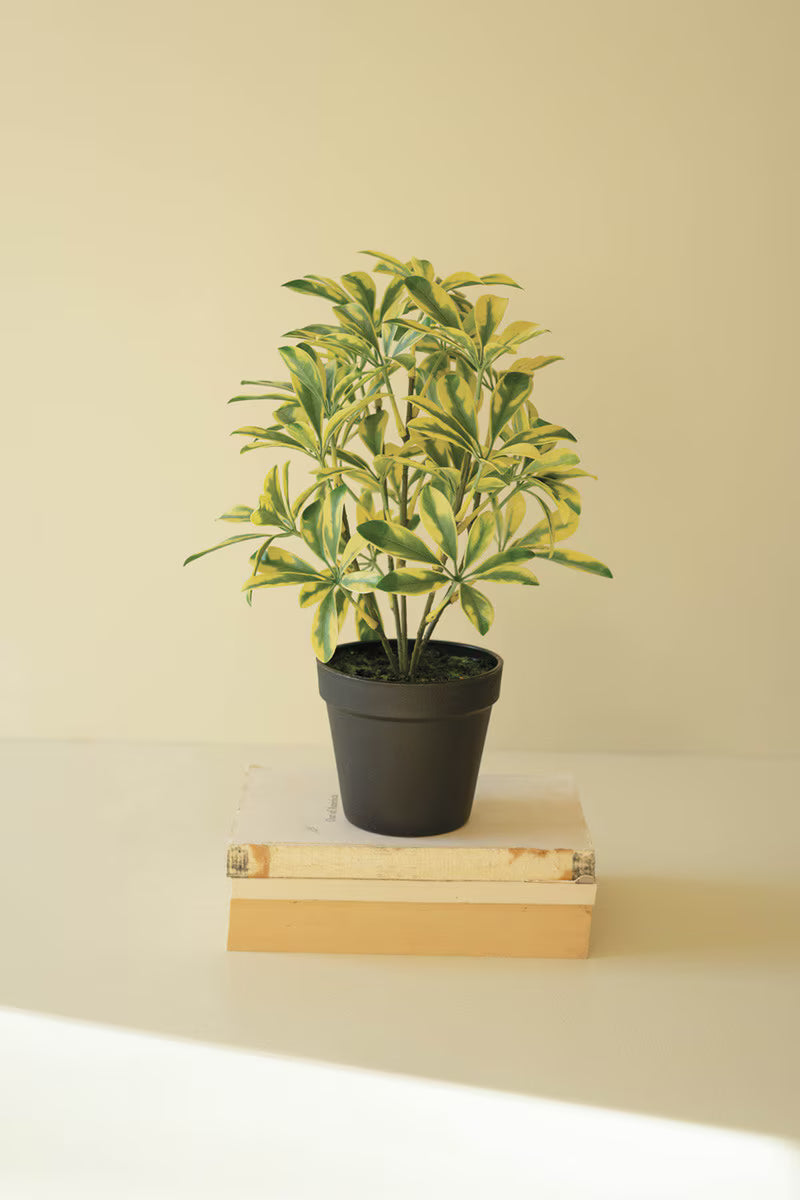 Schefflera in Black Plastic Pot