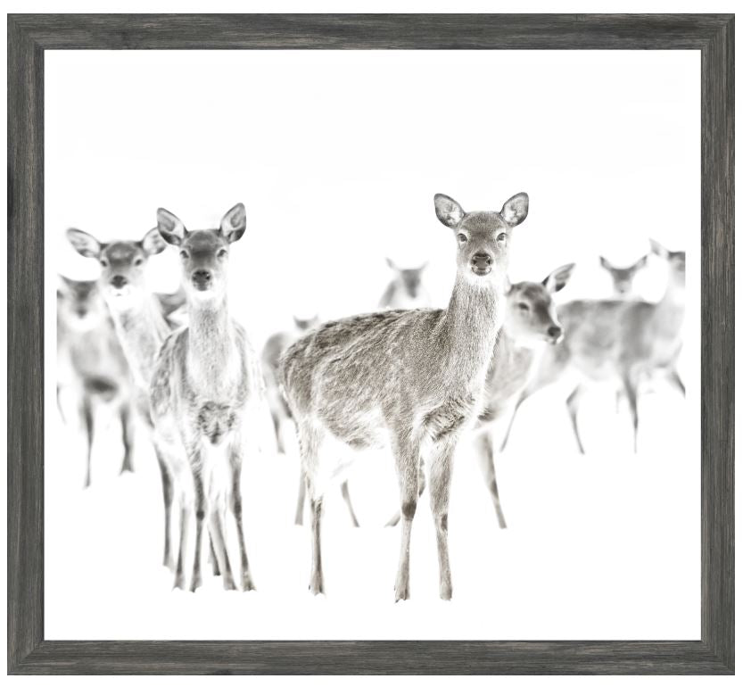 Deer Farm
