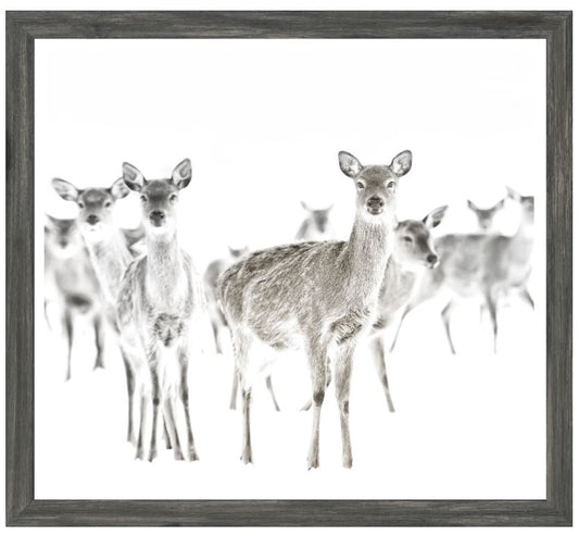 Deer Farm