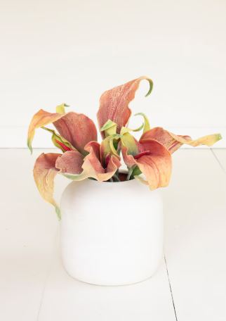 Orange Tropical Flower
