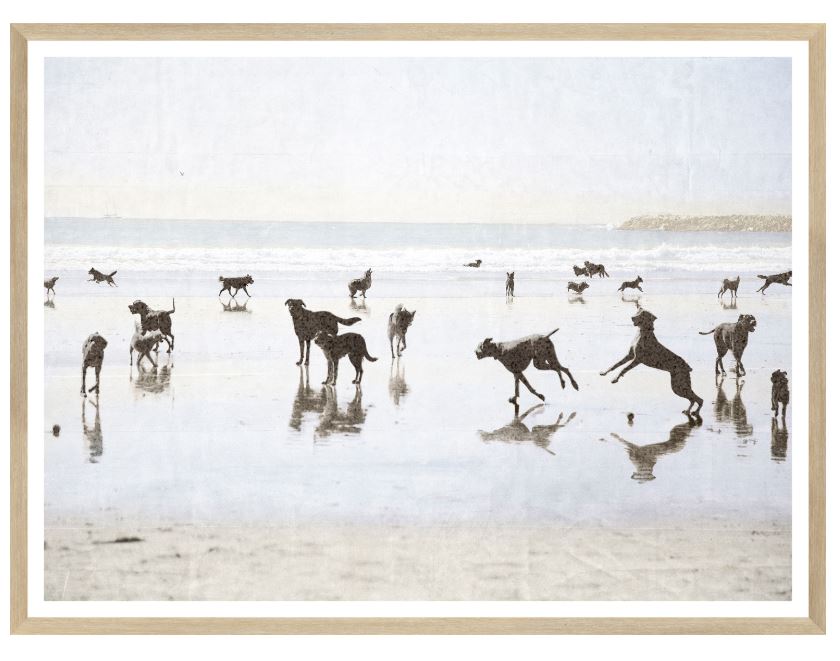 Dogs Day at the Beach