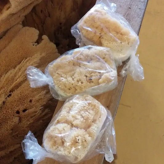 Apalachicola Sponge w/ Soap