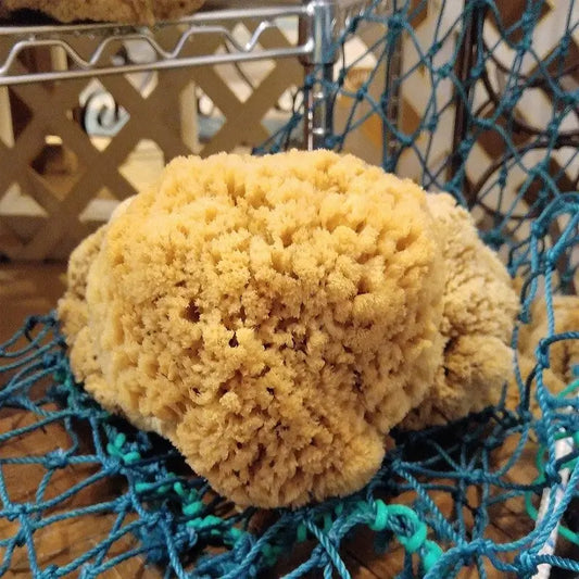 Apalachicola Sponge